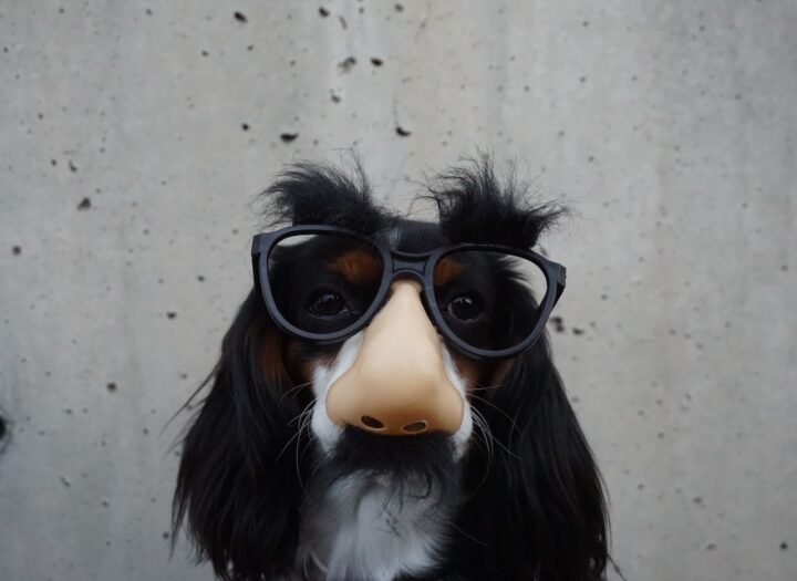 鼻メガネをかけた犬